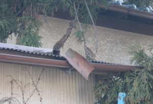 一戸建て_雨樋